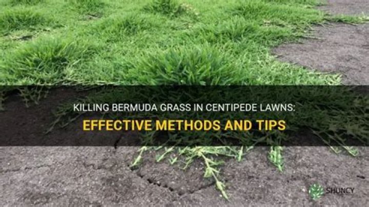 Does Bermuda grass kill centipedes