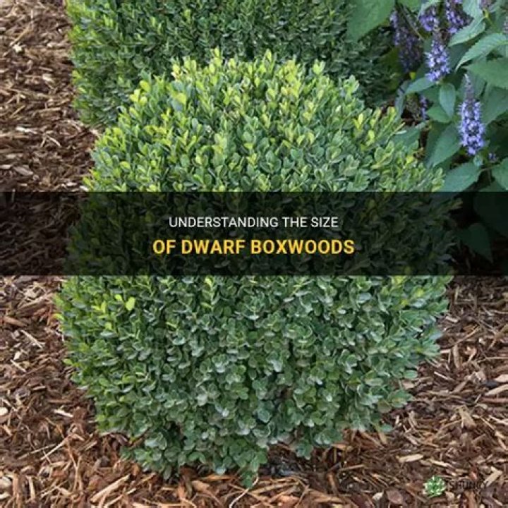 How big do Korean boxwoods get
