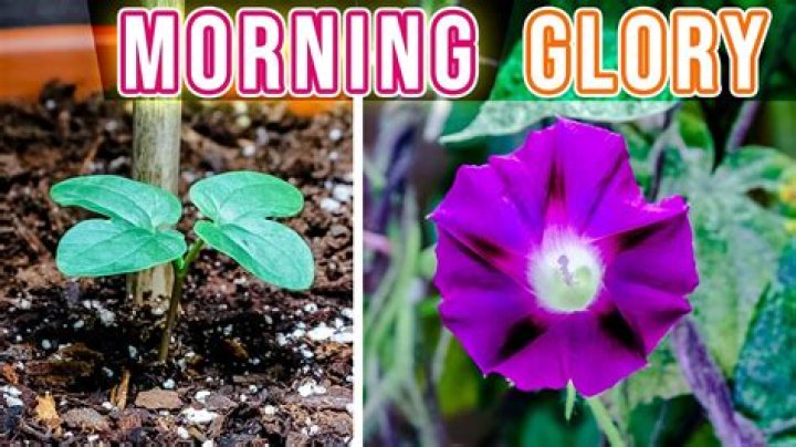 How do I get my morning glories to bloom