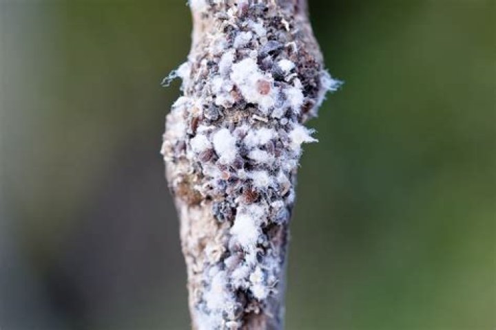 How do I get rid of aphids on my apple tree