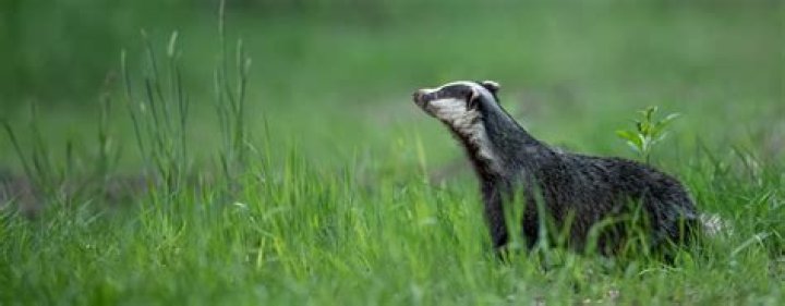 How do I get rid of badgers