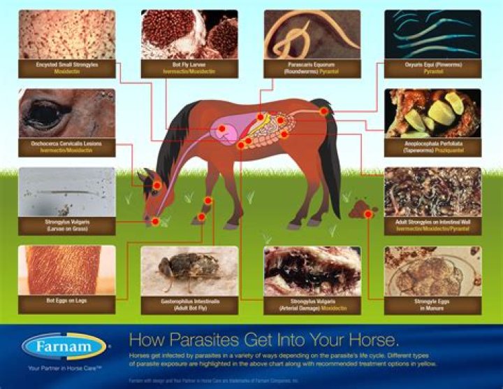 How do I know if my horse has tapeworms