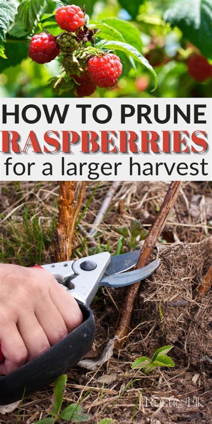 How do you prune Latham raspberries