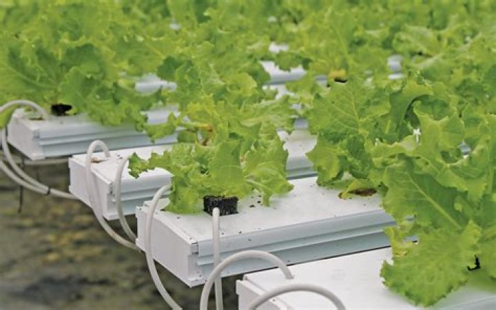 How often should I water hydroponics