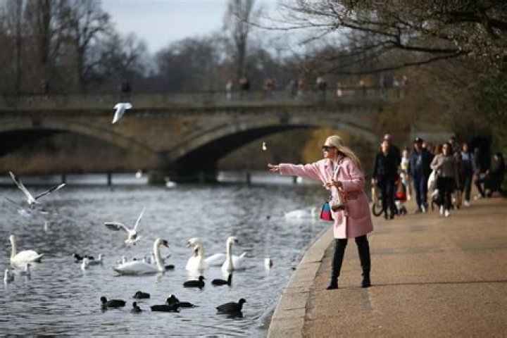 Is it against the law to feed the birds