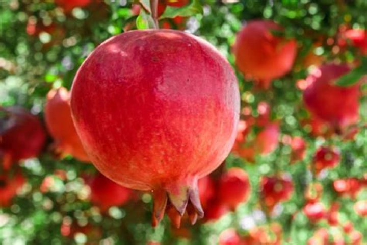 Is pomegranate a tree