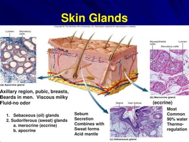 What are the main glands associated with the skin