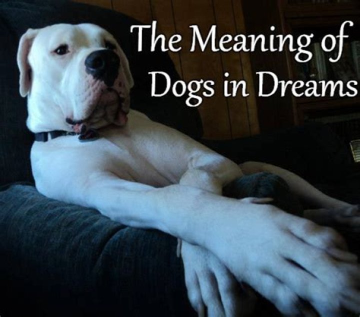 What does it mean when you dream about a dog with fleas