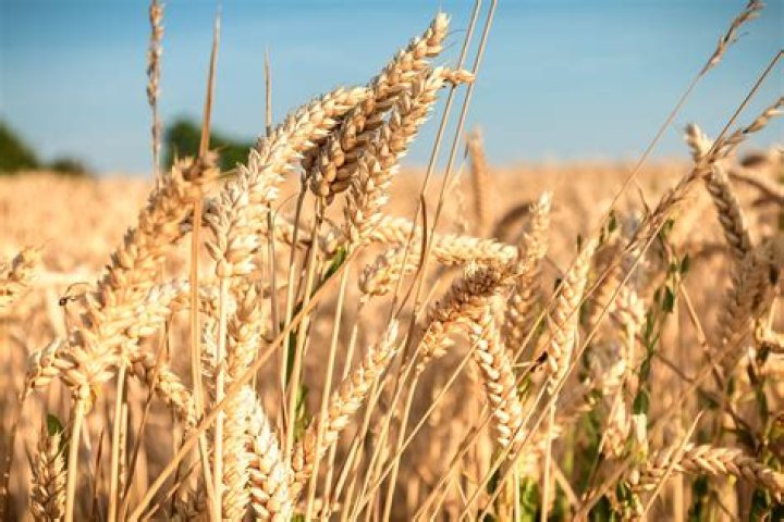 What is Hard Amber Durum wheat