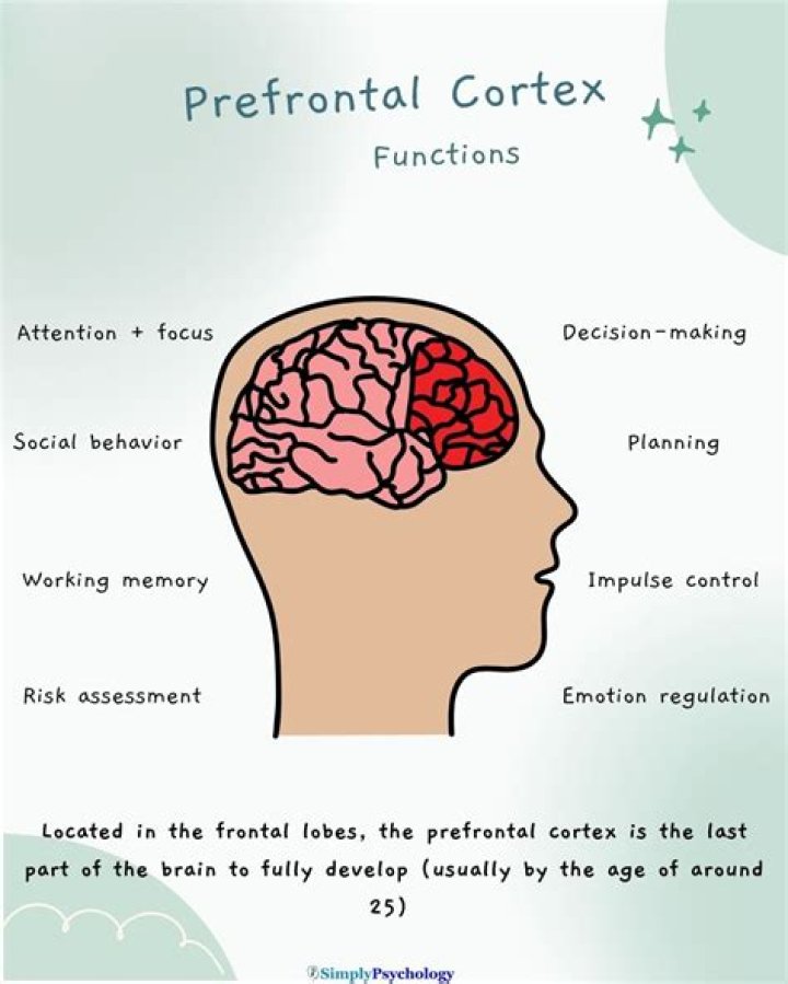 What is the prefrontal cortex in psychology