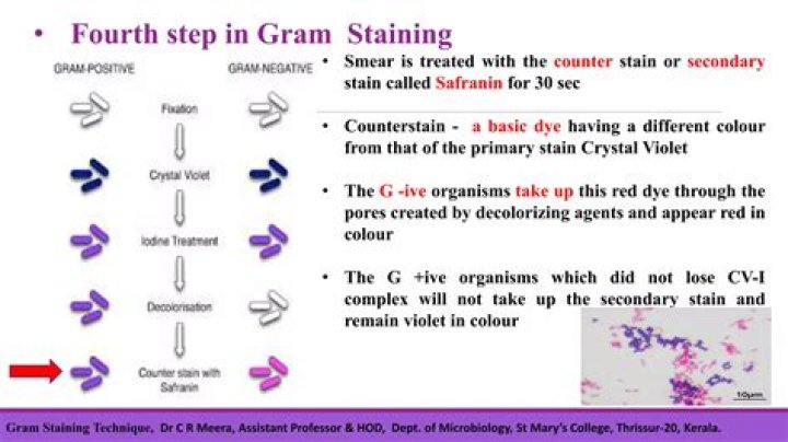 What is the role of the Counterstain in the Gram stain procedure