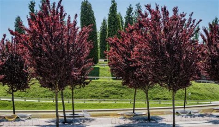 What kind of trees have dark red leaves