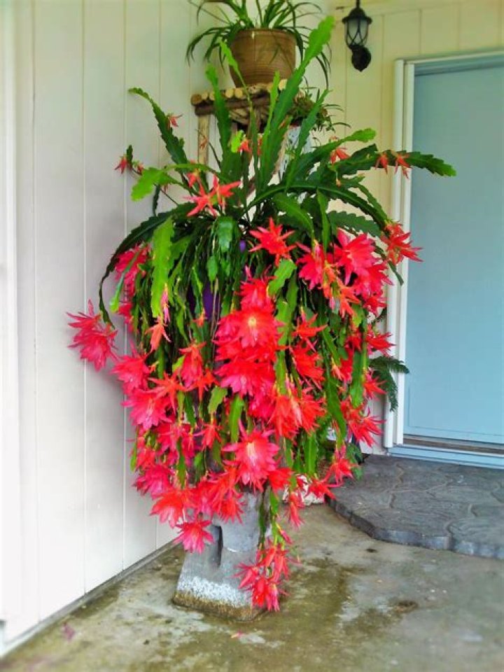 Where are orchid cactus from