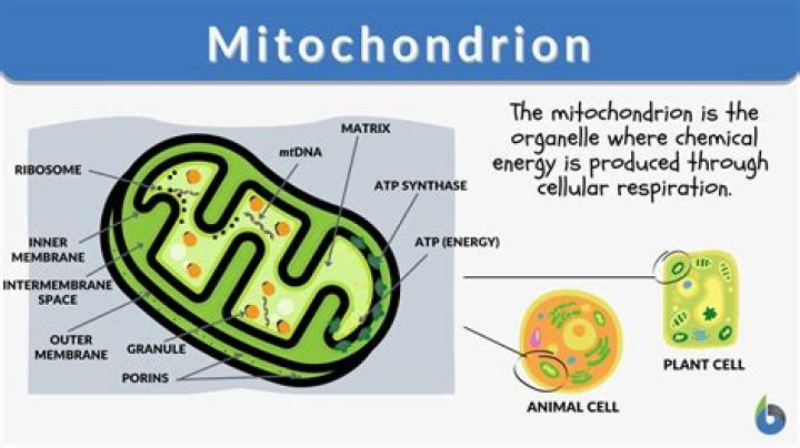 Why are mitochondria found in most plant cells