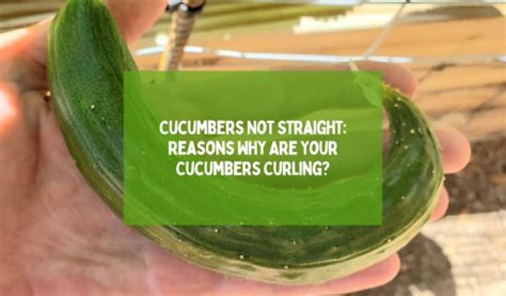 Why are my cucumbers curly