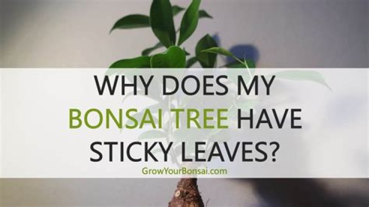 Why is my bonsai sticky