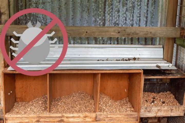 Will bleach kill mites